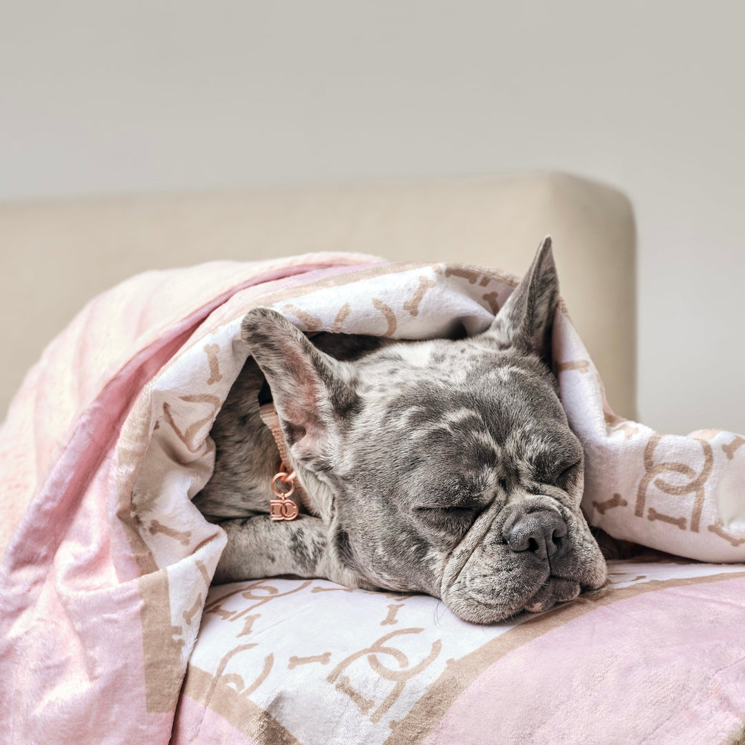 11 Reasons Why Do Dogs Need Blankets