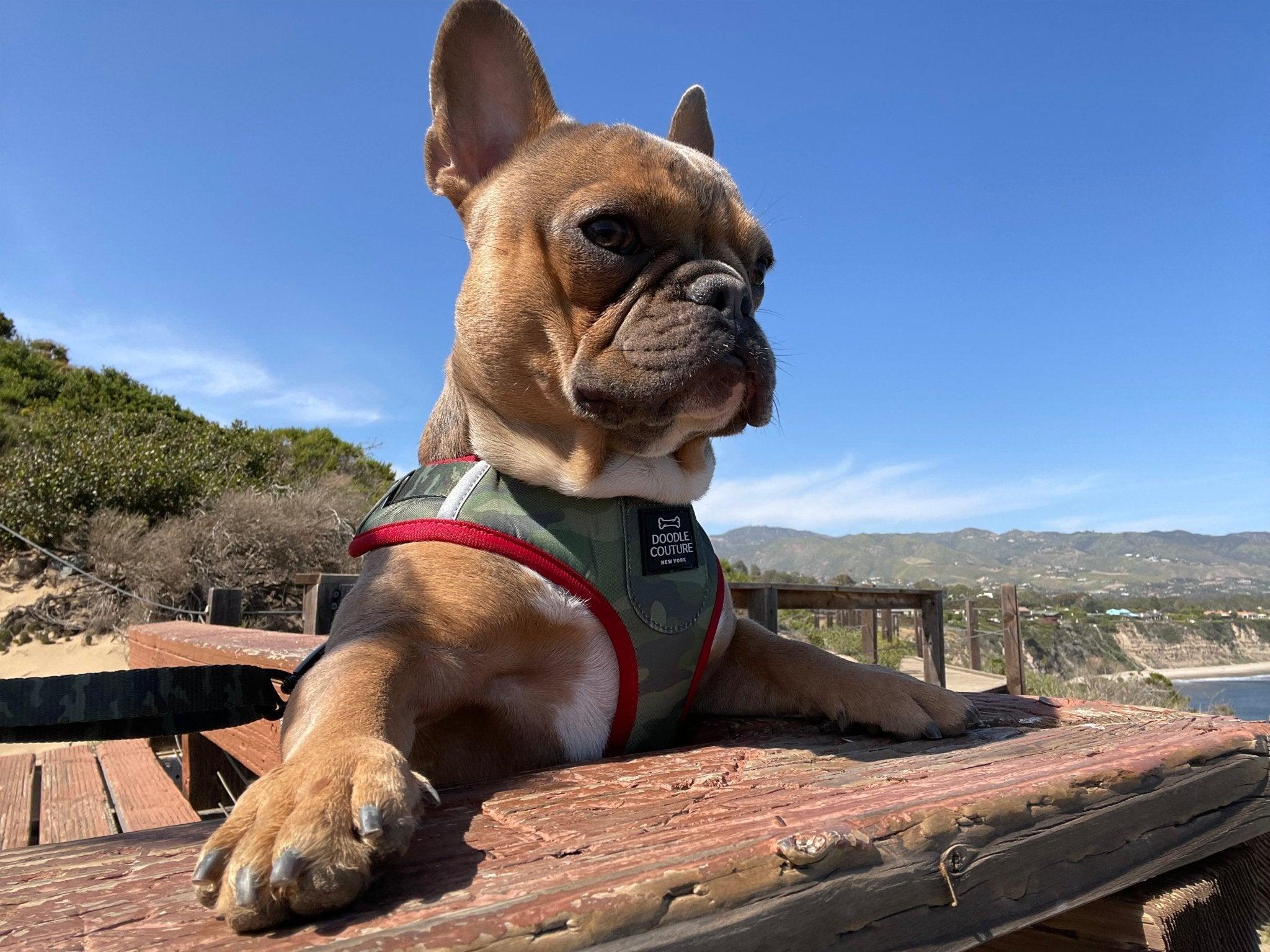 Best hiking dogs