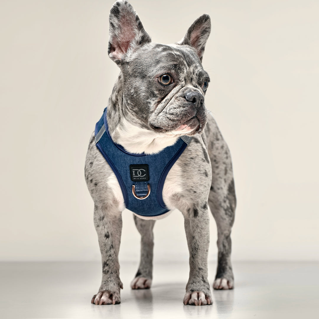 French Bulldog Wearing a Step-In No-Pull Dog Harness