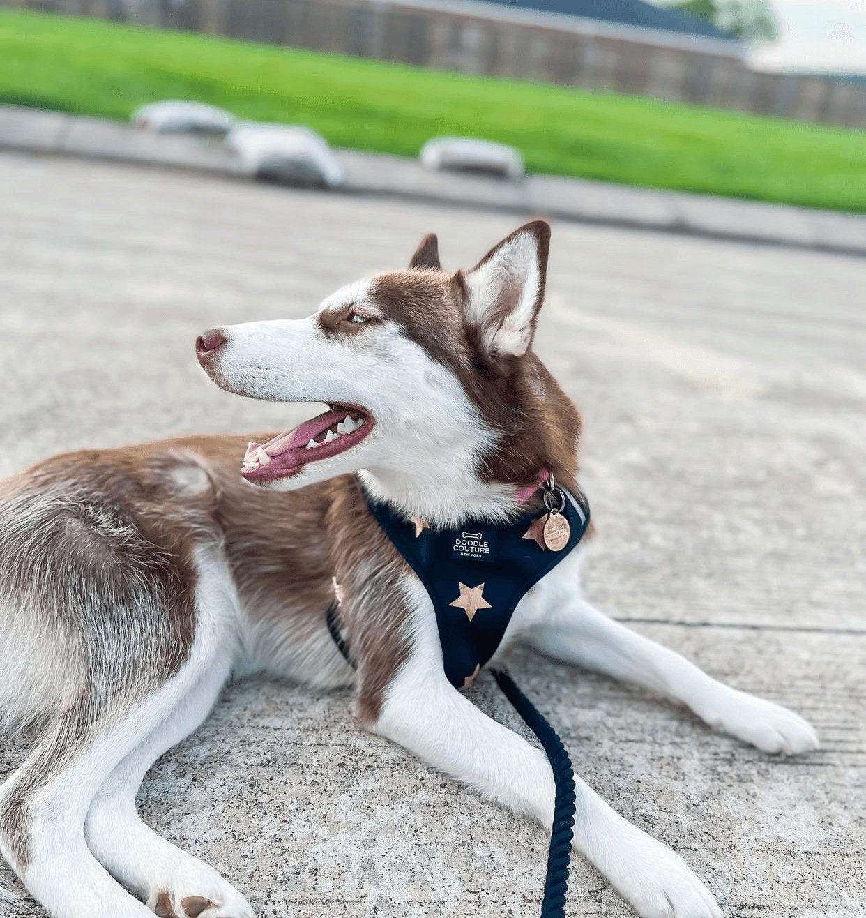 5 Ways To Train Your Dog How To Walk On A Leash