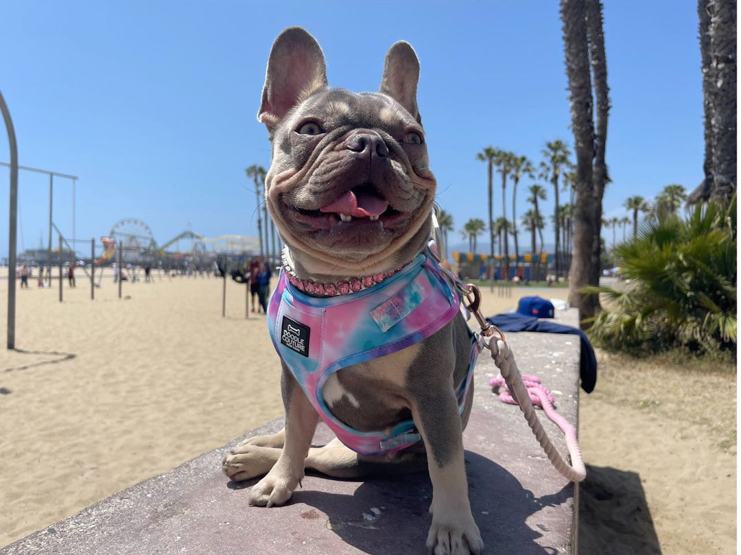 Your Guide to the Top 10 Dog-Friendly Vacation Destinations in the US