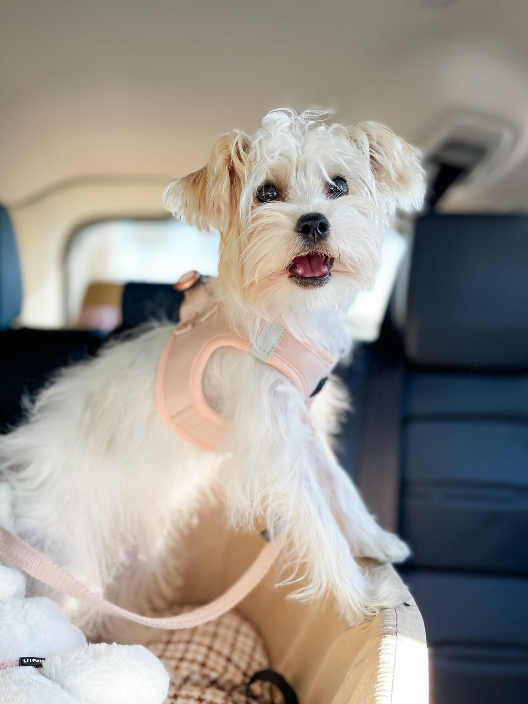 Benefits of Using a Dog Car Seat for Your Pet's Safety
