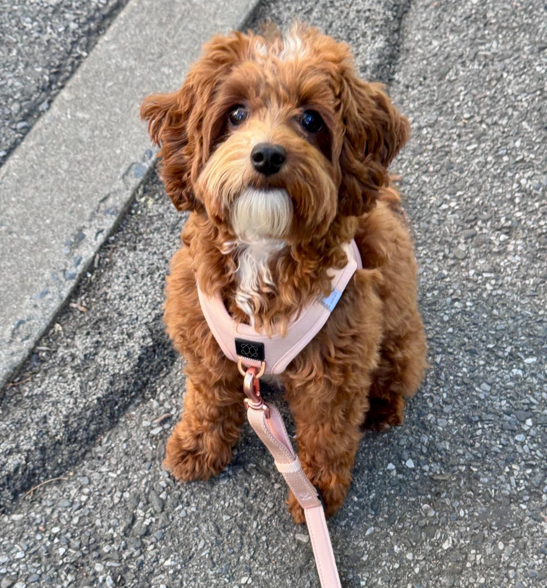 Cute small dog wearing pink no pull step in harness walking set, collar, and handsfree leash.