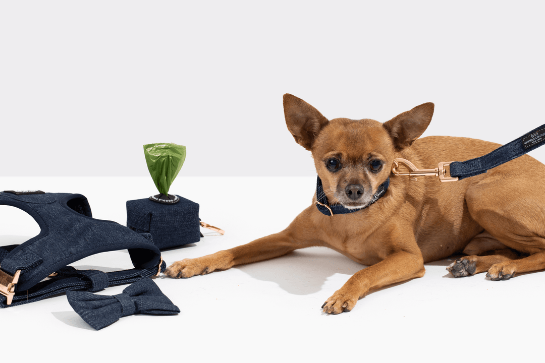 Why Use A Harness For Medium-Sized Dogs