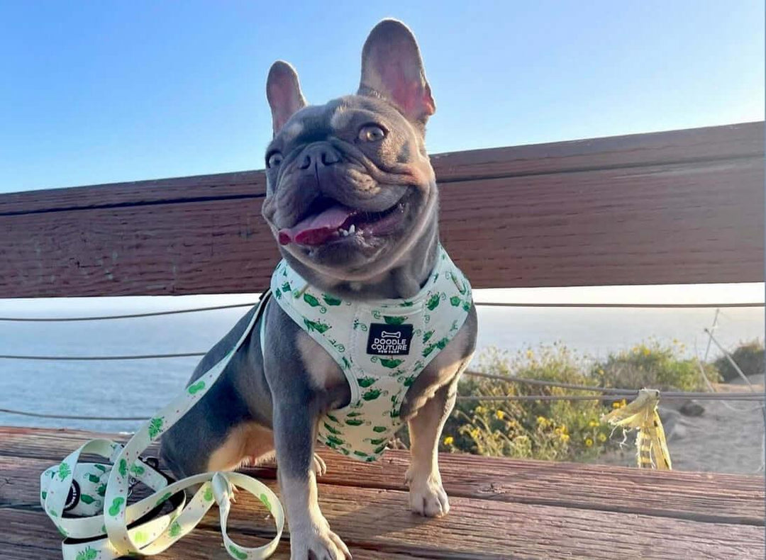 Choosing the Best Dog Harness for a French Bulldog