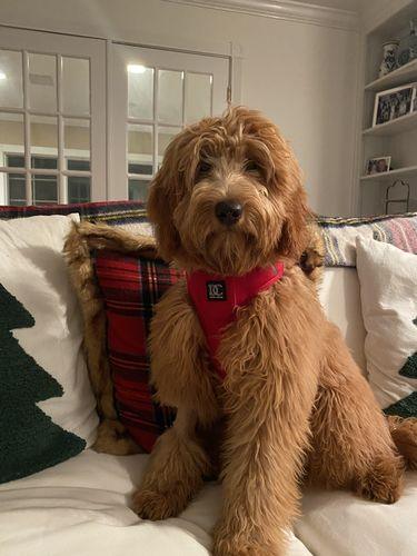 dog seating on a couch