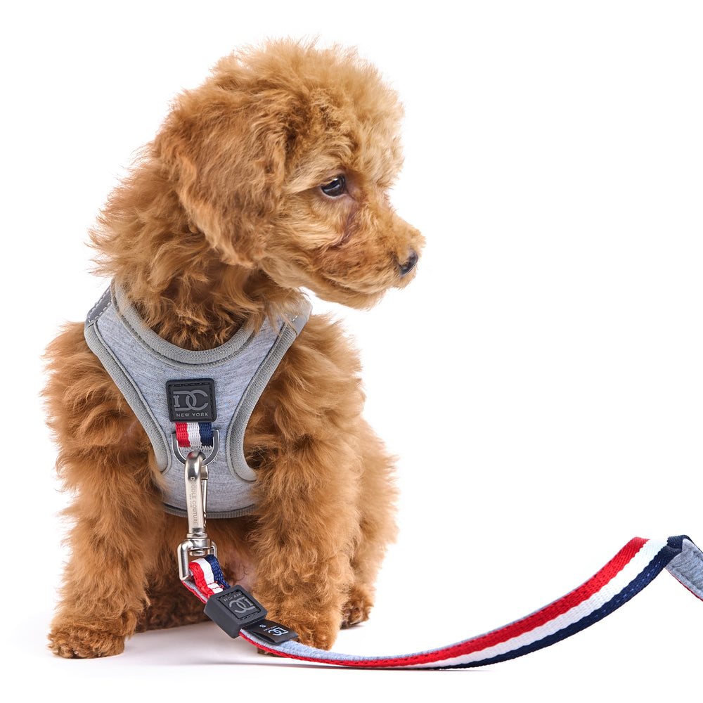 Brown puppy wearing a complete walking set, Step-In No-Pull Harness, adjustable Stay-In-Place Leash in Color Champion Gray #color_champion