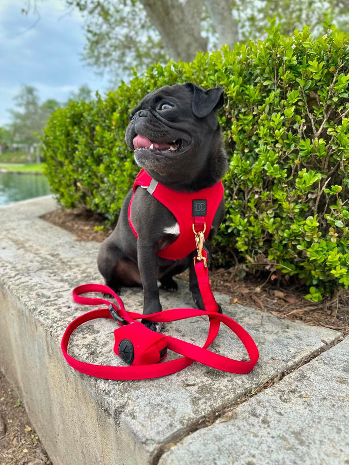Black dog wearing the red walking set, no pull step-in harness, leash, waste bag holder