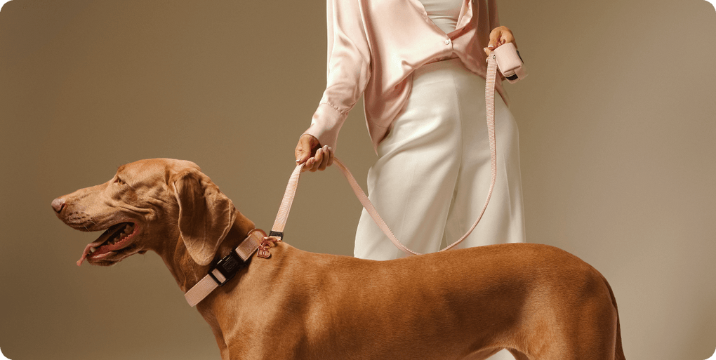 A brown dog wearing a stylish pet collar in blush pink