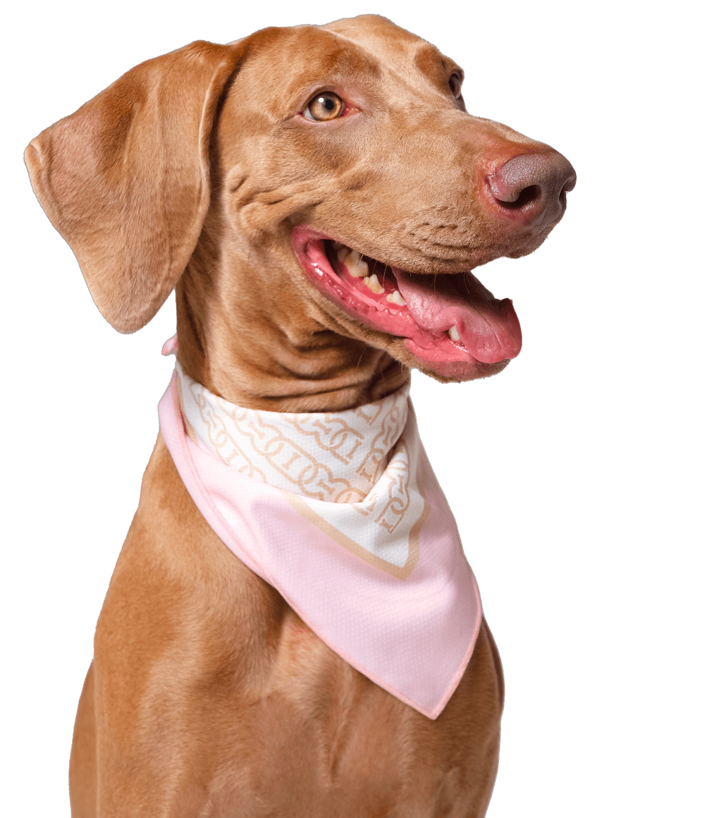Brown dog wearing a luxurious blush pink dog bandana