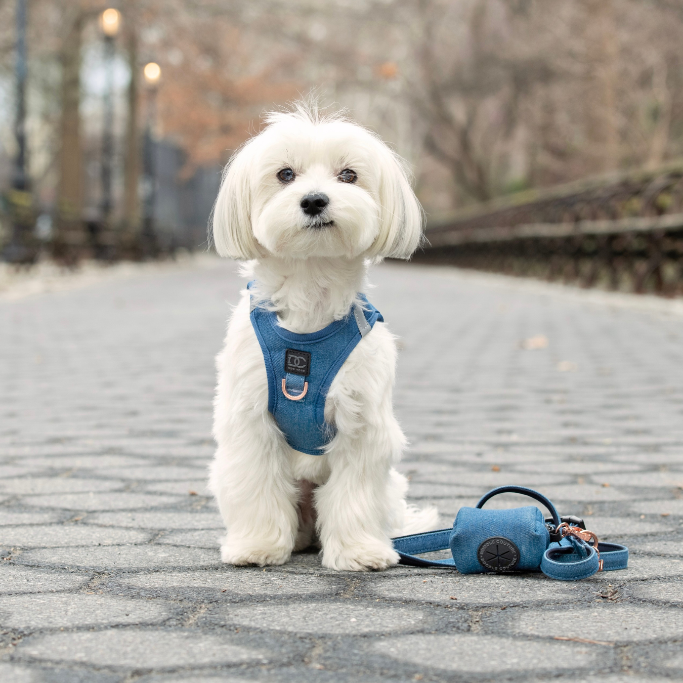 White puppy wearing a complete walking set, Step-In No-Pull Harness, adjustable Stay-In-Place Leash, and stylish Poop Waste Bag Dispenser and Holder