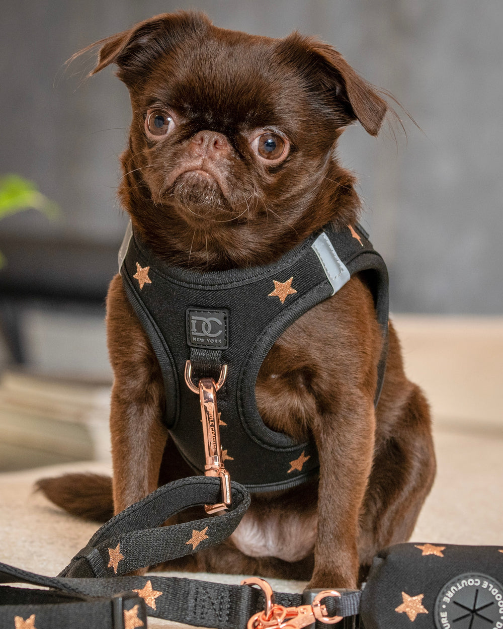Adorable puppy in a stylish black No-Pull Dog Walking Set embellished with rose gold stars, including a coordinating harness, leash, and waste poop dispenser/holder #color_embroidered_rockstar