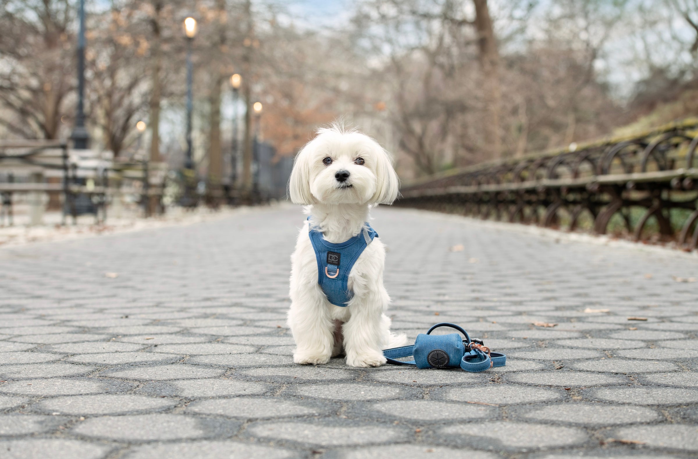 White puppy wearing a complete walking set, Step-In No-Pull Harness, adjustable Stay-In-Place Leash, and stylish Poop Waste Bag Dispenser and Holder