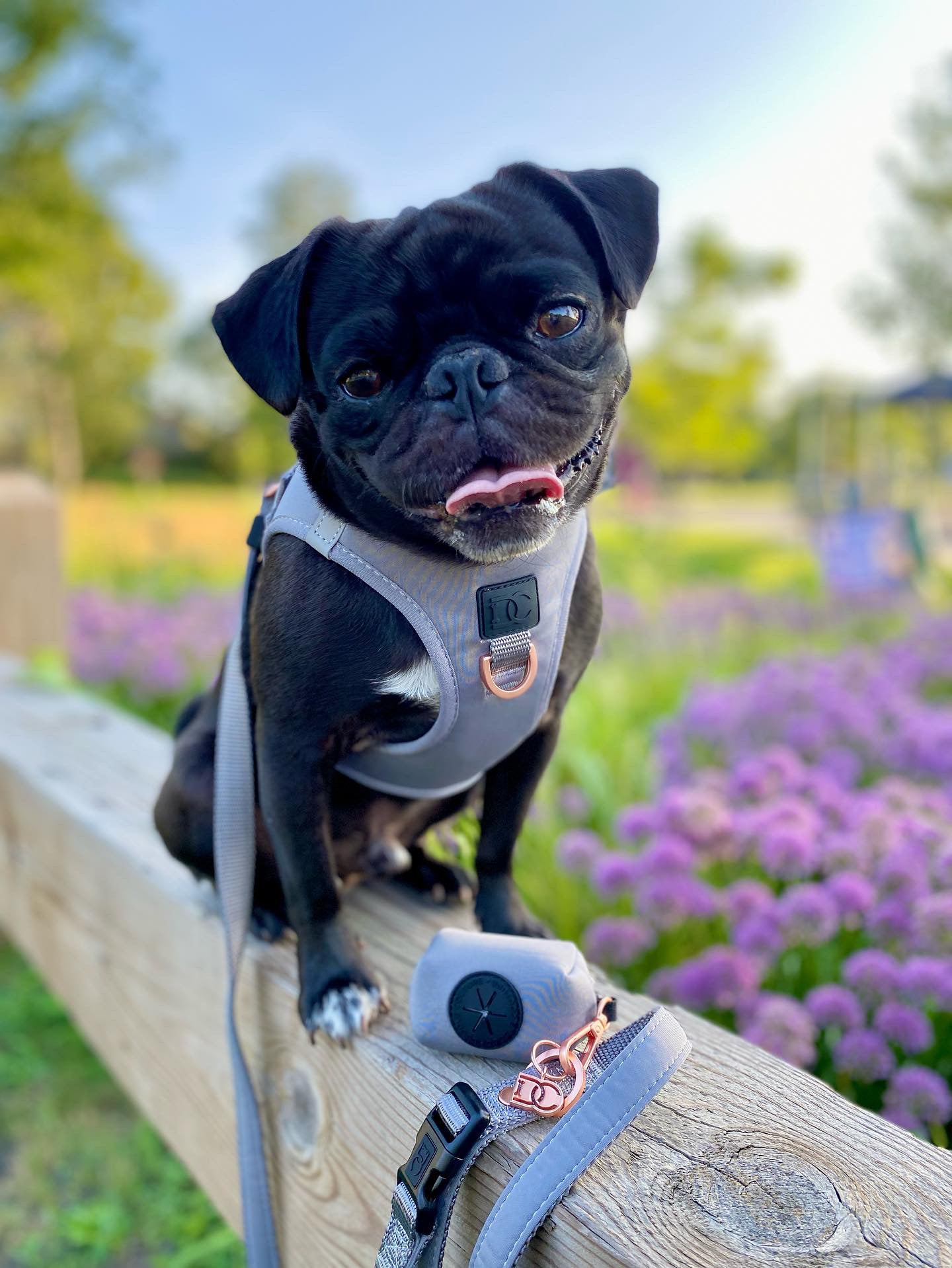 Pug no outlet pull harness