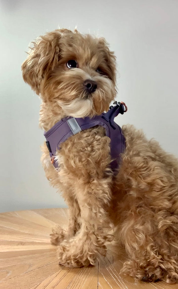 Luxe No Pull Step-In Harness - Purple
