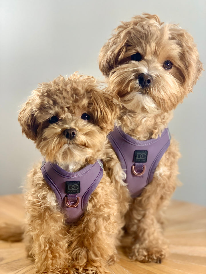 Luxe No Pull Step-In Harness - Purple