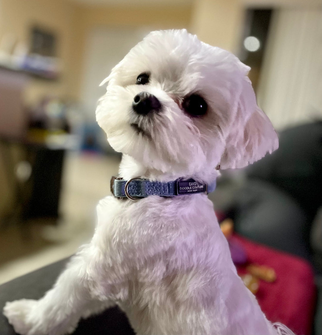 White puppy dog wearing the stylish pet collar in denim