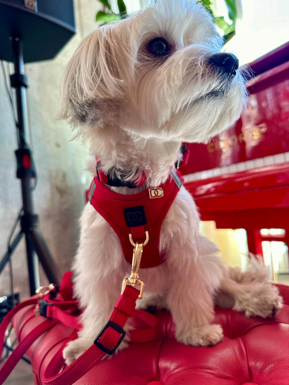 Adorable white puppy in a stylish red No-Pull Dog Walking Set, including a coordinating harness, leash, and waste poop dispenser/holder #color_red