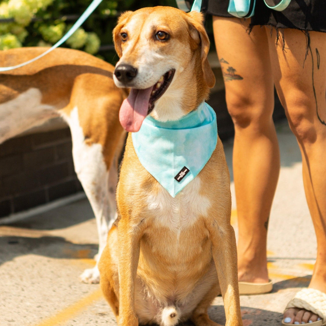 Aqua Cooling Dog Bandana