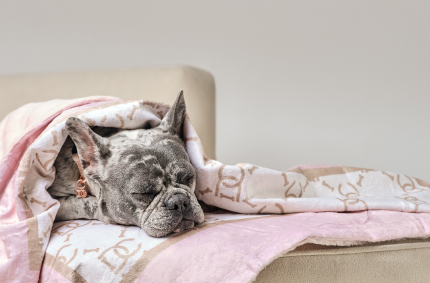 A sleeping gray dog in pink blush Luxe Monogram Waterproof Dog Blanket