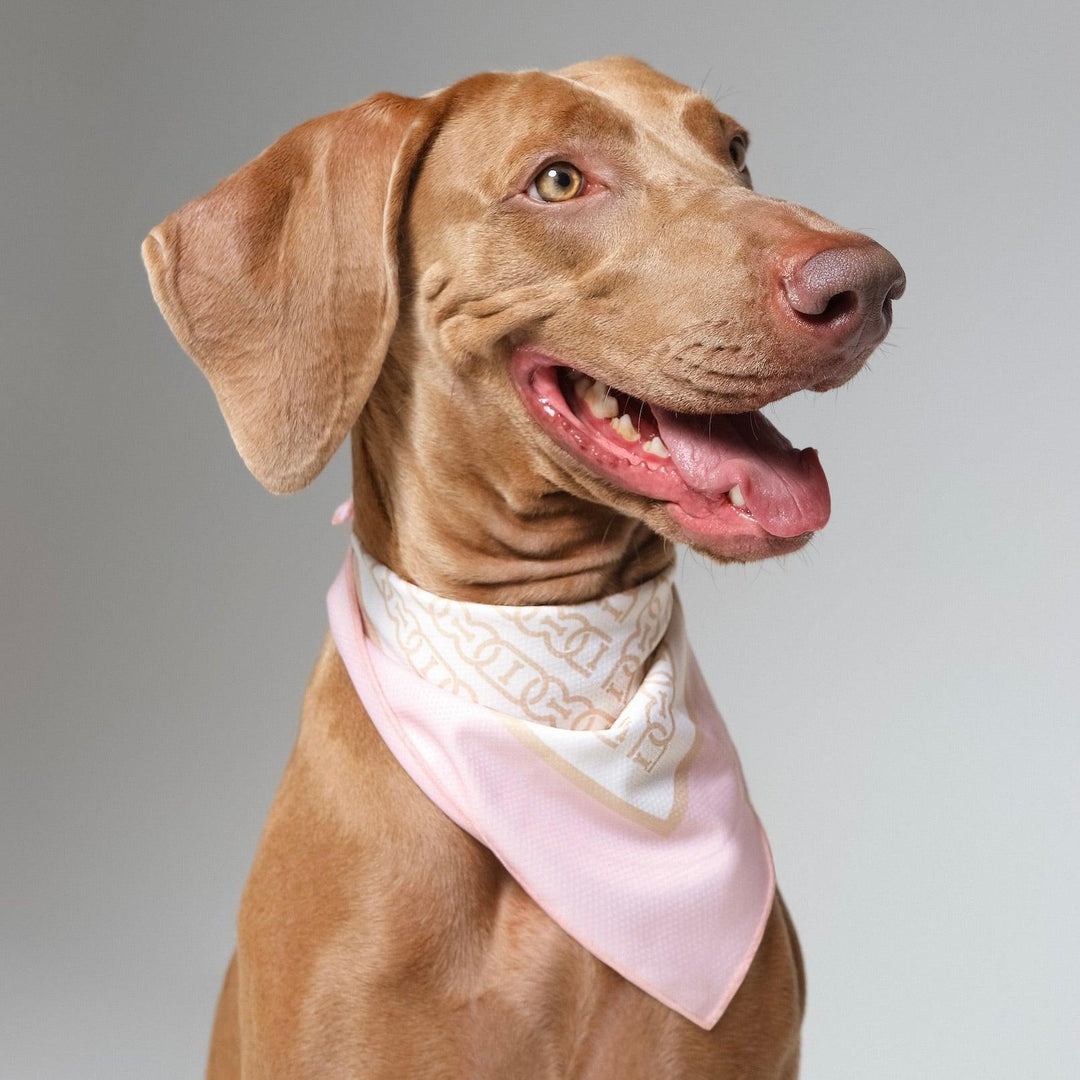 A dog wearing a cooling bandana