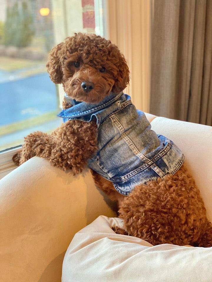 Denim Dog Vest