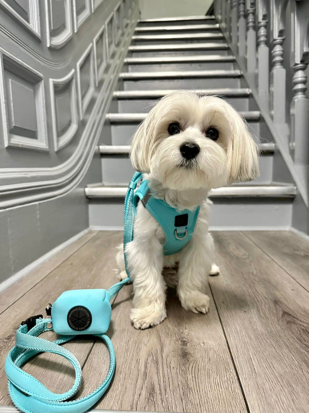 Hands-free Adjustable Dog Leash - Fifth Avenue Blue