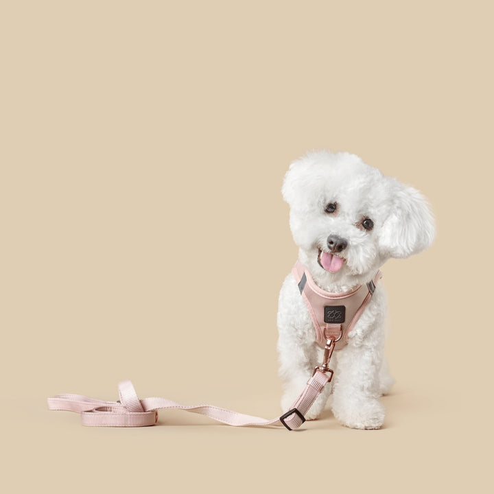 designer dog leashes and collars, designer dog collar and leash, pet accessories designer, fancy harness for dogs, luxury dog harness, fancy dog stuff, pet accessories designer, stylish dog leash