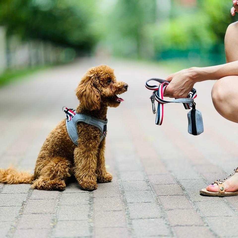 Hands-free Adjustable Dog Leash - Champion Gray