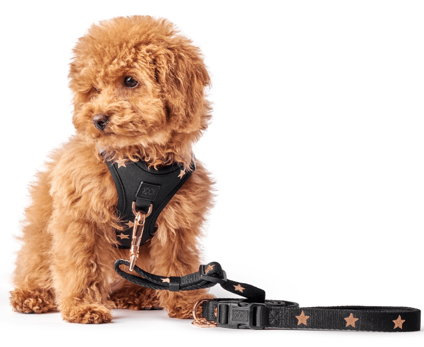 designer dog leashes and collars, designer dog collar and leash, pet accessories designer, fancy harness for dogs, luxury dog harness, fancy dog stuff, pet accessories designer, stylish dog leash