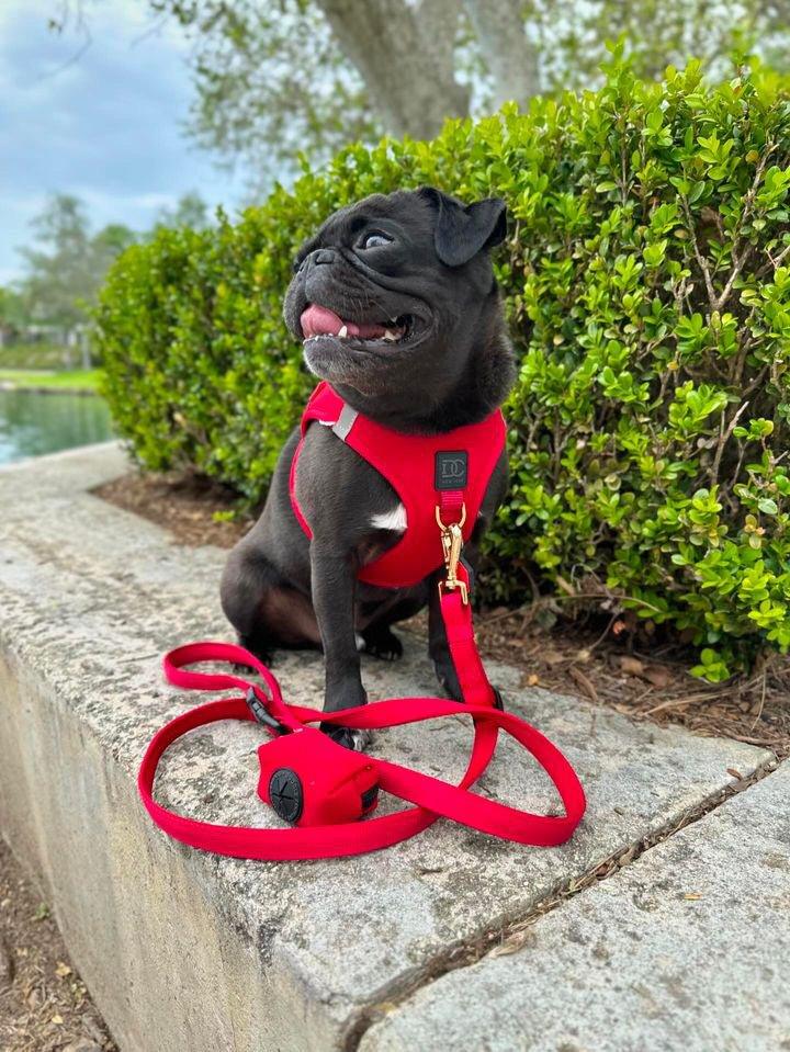 designer dog leashes and collars, designer dog collar and leash, pet accessories designer, fancy harness for dogs, luxury dog harness, fancy dog stuff, pet accessories designer, stylish dog leash