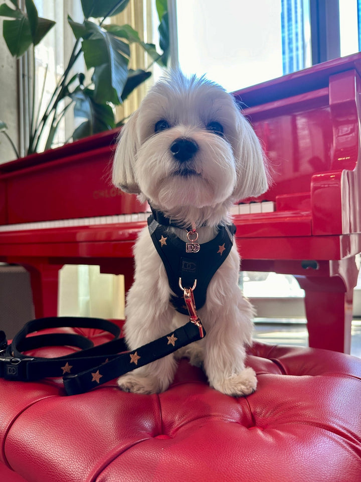 White puppy in a black No-Pull Step-In Dog Harness adorned with rose gold stars, accompanied by a coordinating leash #color_embroidered_rockstar