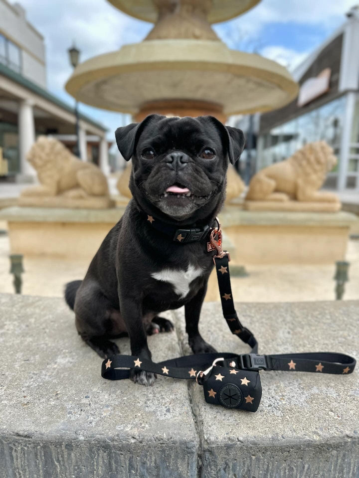 designer dog leashes and collars, designer dog collar and leash, pet accessories designer, fancy harness for dogs, luxury dog harness, fancy dog stuff, pet accessories designer, stylish dog leash