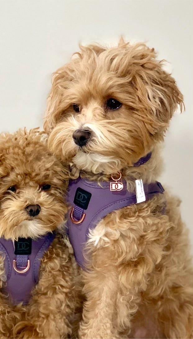 designer dog leashes and collars, designer dog collar and leash, pet accessories designer, fancy harness for dogs, luxury dog harness, fancy dog stuff, pet accessories designer, stylish dog leash