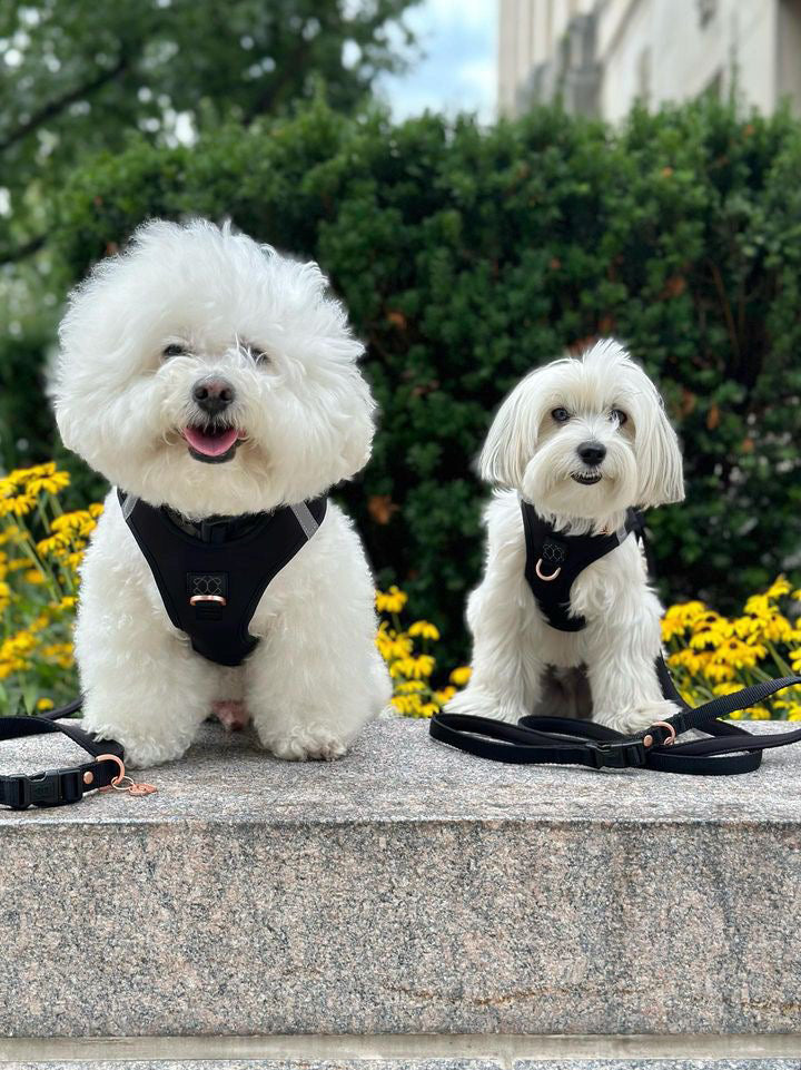 designer dog leashes and collars, designer dog collar and leash, pet accessories designer, fancy harness for dogs, luxury dog harness, fancy dog stuff, pet accessories designer, stylish dog leash