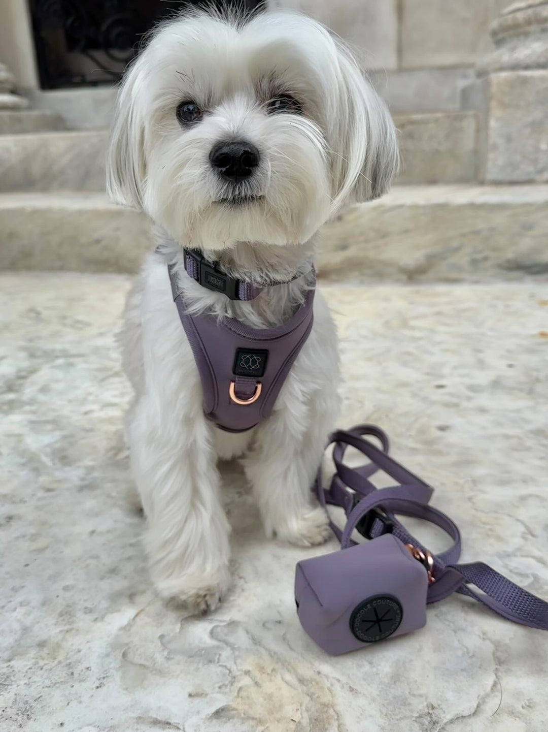 designer dog leashes and collars, designer dog collar and leash, pet accessories designer, fancy harness for dogs, luxury dog harness, fancy dog stuff, pet accessories designer, stylish dog leash