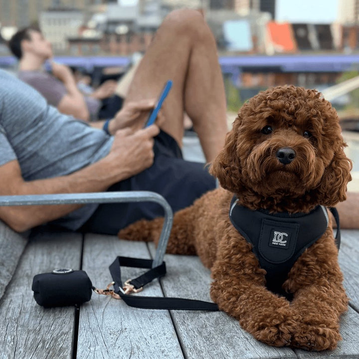 The Pocket Harness - Anything But Basic Black