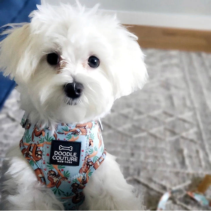 The Pocket Harness - Central Bark Sloths