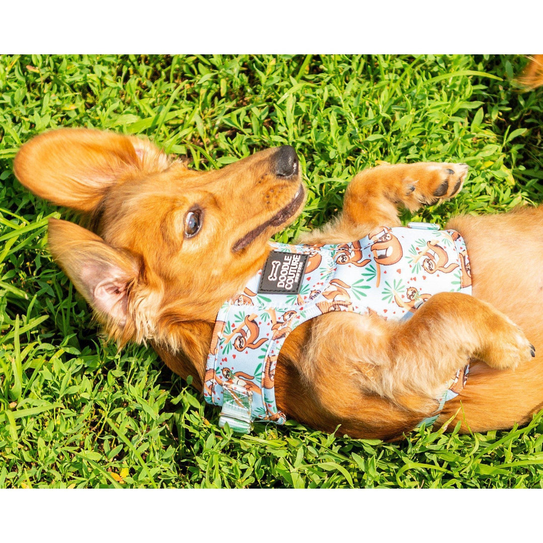 The Runway Harness - Central Bark Sloths