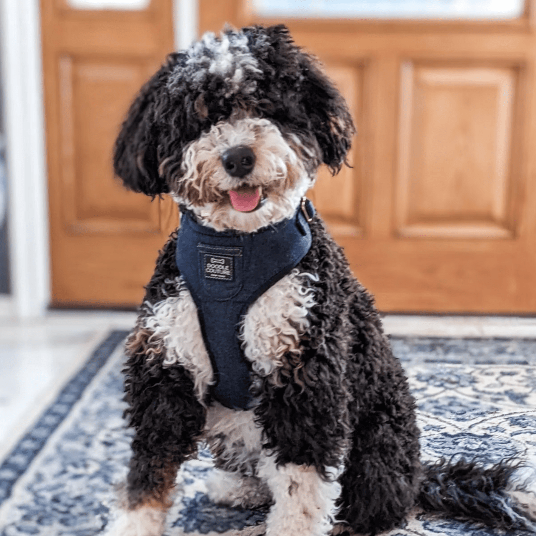 The Showstopper Harness - City Denim dog Harness