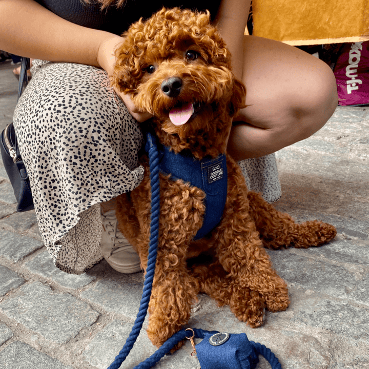 The Showstopper Harness - City Denim dog Harness