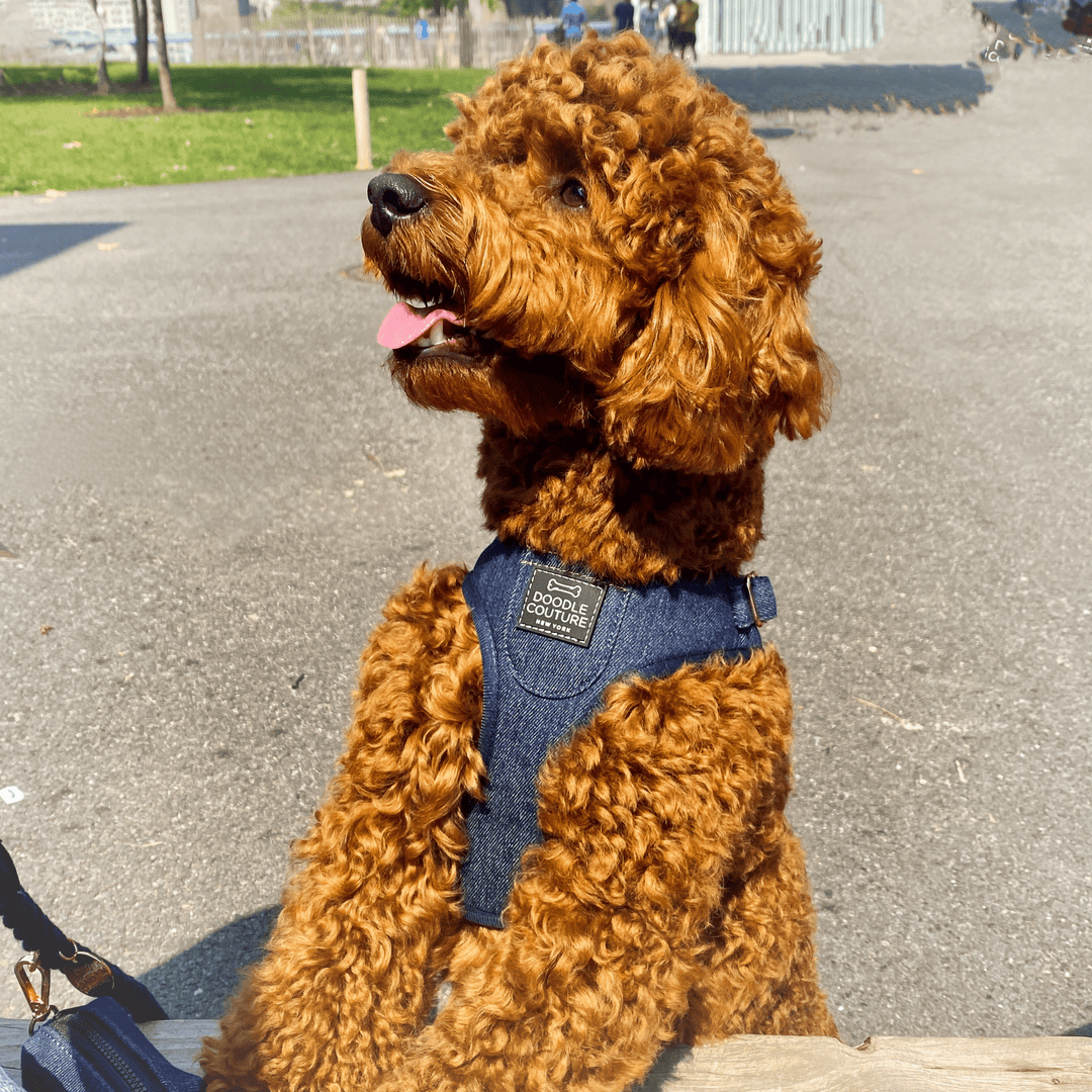 The Showstopper Harness - City Denim dog Harness