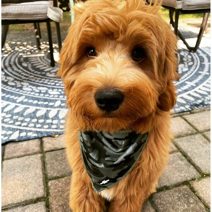 The Wrap Dog Bandana - Modern Camo