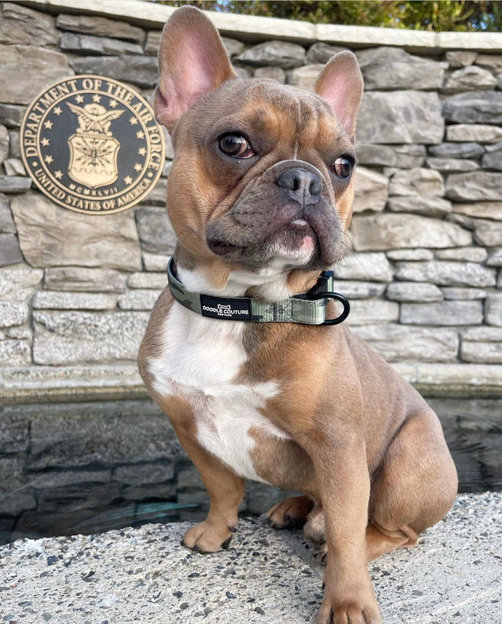 Dog Collar - West Point Camo